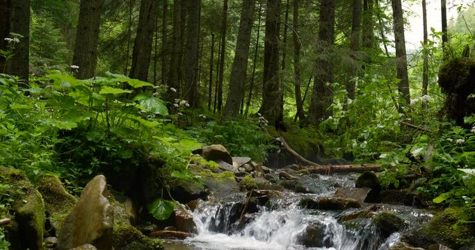 Mountain stream with crystal clear water in the forest
