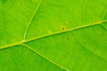 Fototapeta na wymiar green leaf with visible texture. background or textura
