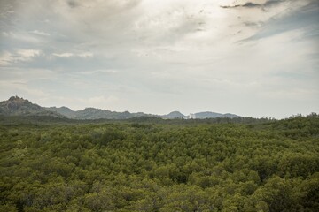 Top View Of Forest With Cloudy Sky