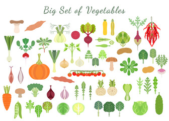 Big set with a various types of vegetables - obrazy, fototapety, plakaty