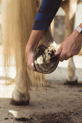 Girl holding the leg of a Palomino horse cleaning horse hoof outside the horse stable. Taking out dust from the hoof using a hoof pick. Cleaning horse hoof. Taking care of horse hygiene. 