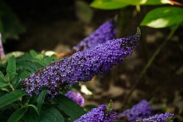Buddleia Buzz Lavender or Butterfly bush- long blooming summer perennials