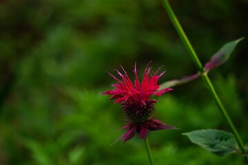 Red Bee balm flower against green nature background, selective focus with copy space
