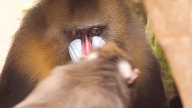 Male mandril sniffs female behind that is being offered to him in mating ritual. 