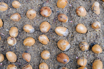 Seeds of durian, a famous fruit in South East Asia. A strong smell of fruits, that not everybody can handle.