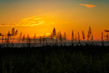 sunset over the ocean behind blooming plants of sugar cane.