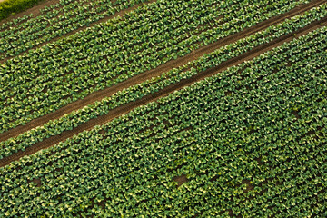 Fresh cabbage from farm field. View of green cabbages plants. Organic farming.