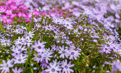 Obraz premium Pink phlox subulata. background of flowers phlox subulata.