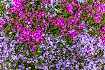 Pink phlox subulata. background of flowers phlox subulata.