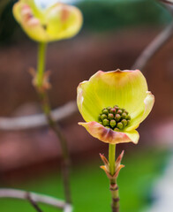 Deren tree blooming close up