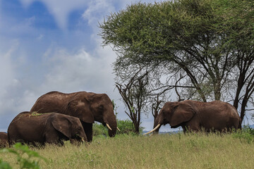 Naklejka na ściany i meble group of elephants standing near trees in savanna