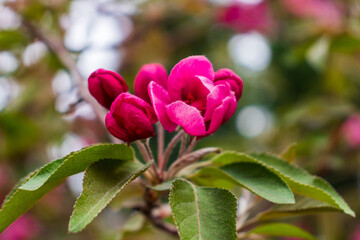 Blossom tree over nature background. Spring flowers.Spring Background