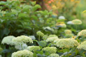 Wild hydrangea blooming white closeup on background bokeh sunny summer garden.