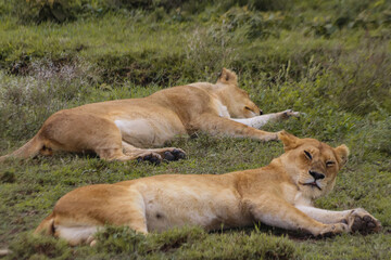 Obraz na płótnie Canvas wild lionesses lying on grass in natural environment