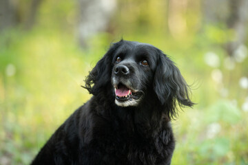 Portrait of a beautiful, old black spaniel dog on a natural bright green grass background.