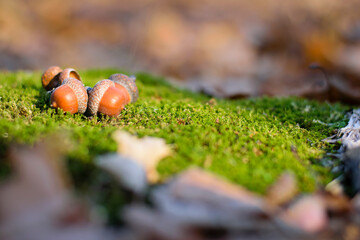 the acorn lies on the green moss of the autumn forest. early spring in the forest. a group of...
