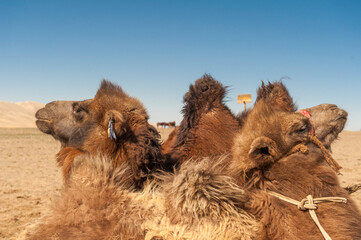 Kamele rasten in der Wüste Gobi, Mongolei