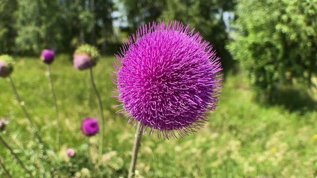 Close-up shot of a blooming milk thistle flower in a field. High quality 4k footage