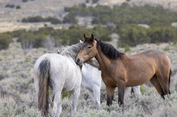 Obraz premium Wild horses in Spring in the Utah Desert