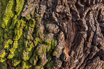 Die Rinde einer Eiche in der Nahaufnahme