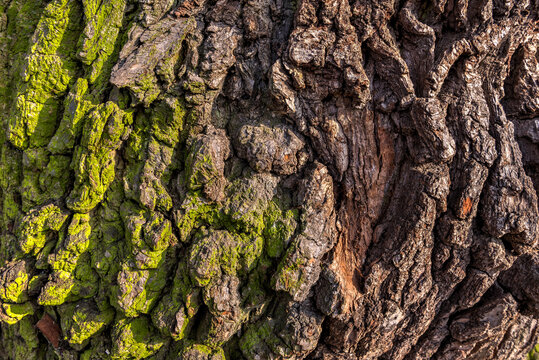 Die Rinde einer Eiche in der Nahaufnahme