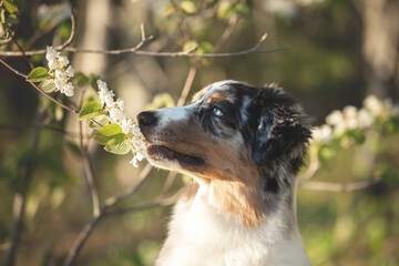 Portrait of adorable australian shepherd dog posing in the forest on white blooming viburnum bush background