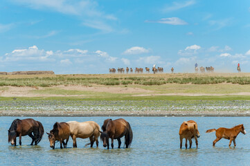 Eine Herde halbwilder Pferse an einer Wasserstelle in der Steppe der Mongolei, Zentralasien