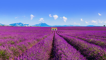 Fototapeta na wymiar Lavender field - Valensole, France