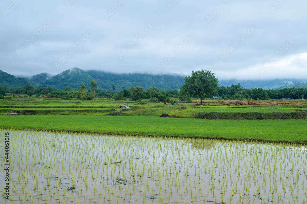 Wall mural beautiful green rice fields with mountains