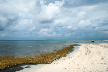 Grand Turk Island Wild Beach With Algae