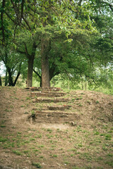 Escalera en el bosque junto al río