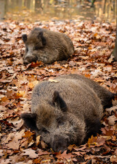 wild boars in the woods