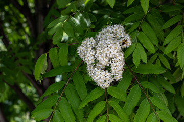 Bunch of white spring flowers and buds blossoming bird cherry flavored