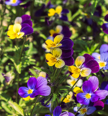 Beautiful blooming spring and summer flowers garden pansy