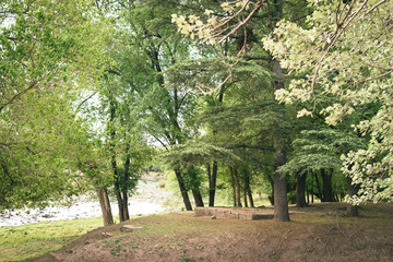 Arboleda junto al río