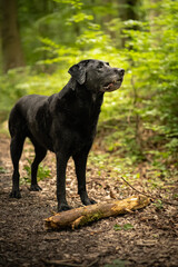 Black Labrador in the forrest 