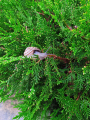 Snail on the green bush