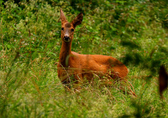 Neugieriges Reh im Wald