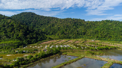 Fototapeta na wymiar Tropical rain forest in Aceh