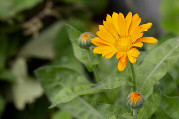 Orange flower of the pharmacy calendula blooming on a natural green background in the garden or in the field. Medicinal calendula.