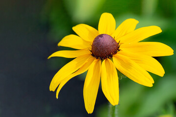 Yellow daisy gerbera or rudbeckia flower on a natural green background in the garden.