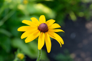 Yellow daisy gerbera or rudbeckia flower on a natural green background in the garden.