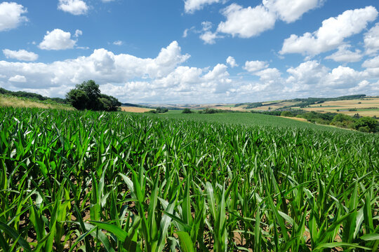 Landschaft um M&uuml;nstermaifeld in Rheinland-Pfalz mit Maisfeld und Panorama von H&uuml;gellandschaft bei sonnigem Wetter - Stockfoto