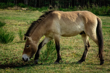 Fototapeta premium Przewalski's horse in the meadow
