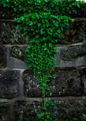 stone wall with ivy