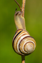 Grove snail  (Cepaea nemoralis) Close up