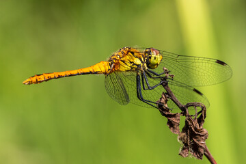 Vagrant darter dragonfly