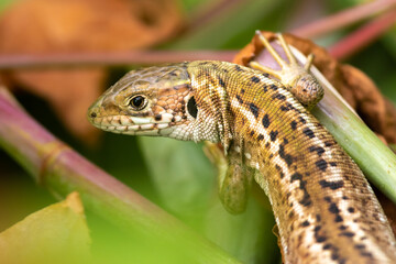 Green lizard (Lacerta virdis) female - close up