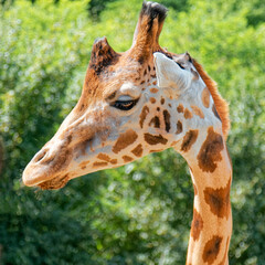 Animals – african giraffe.