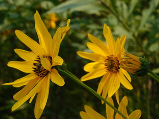 flowers in nature